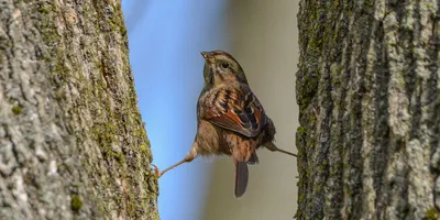 Летающие хищники | Wild Nature Photo