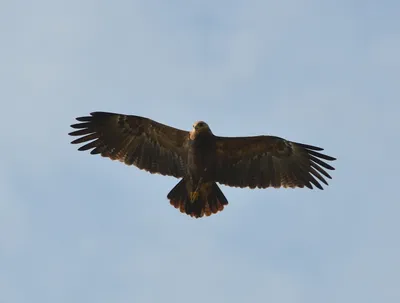 Четвертый очерк - отряд: Соколообразные Falconiformes