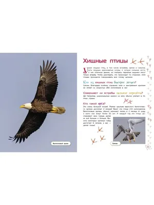В Новгородской области обнаружили гнездо самой редкой в России хищной птицы