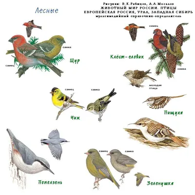 Редкие виды хищных птиц Республики Хакасия