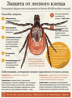 Изображения клещей собак для скачивания и изучения