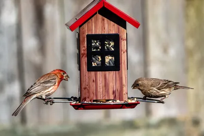 Птицы на даче? Много плюсов. Разместите кормушки для птиц, чтобы они  помогали в борьбе с вредителями на вашем огороде | ТУТ ОГОРОД⭐ | Дзен