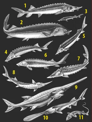 Виды осетровых рыб фото