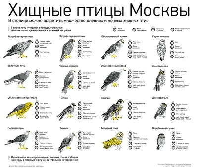 Это разные виды птиц в Collage Стоковое Изображение - изображение  насчитывающей парк, отражение: 195410557