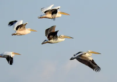 Begin English. Английский язык для всех - Названия птиц по-английски: Аист-  Stork Орел- Eagle Альбатрос- Albatross Ара- Macaw Павлин-Peacock, peafowl  Баклан- Cormorant Беркут- Golden eagle Перепел- Quail Воробей-Sparrow  Ворон- Raven Петух-Cock; rooster (