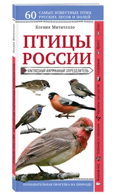 Птицы России. Наглядный карманный определитель (Ксения Митителло) - купить  книгу с доставкой в интернет-магазине «Читай-город». ISBN: 978-5-04-096363-8