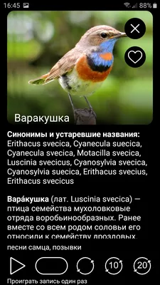 Птицы России. Лучшие книги для дошкольников. Энциклопедия Владис 18882466  купить за 201 ₽ в интернет-магазине Wildberries