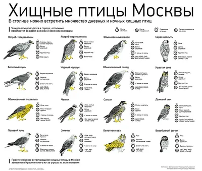 Жёлтая трясогузка | Певчие птицы-птицы России