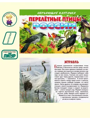 Иллюстрация 2 из 13 для Птицы России. Определитель - Мосалов, Волцит |  Лабиринт - книги. Источник: Володина Ольга