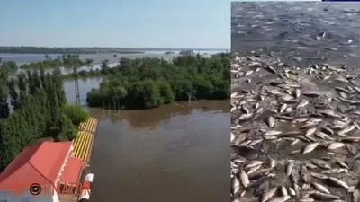 Ловля в пресных водах: где можно поймать популярные виды рыб и каких? |  Рыбалка 63 | Дзен