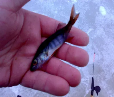 В Днепропетровской области из-за снижения уровня воды массово погибает рыба.  Видео