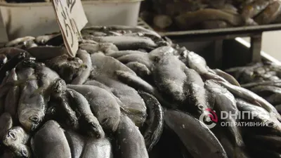 Зарыбление Днепра: в реку выпустили более миллиона редких рыб - 24 Канал