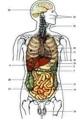 Картинки внутренности человека (43 фото) » Картинки, раскраски и трафареты  для всех - Klev.CLUB