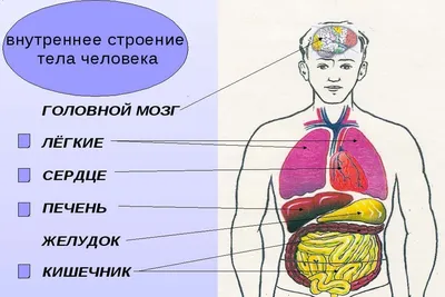 Анатомия человека. Костная, мышечная, кровеносная системы и внутренние  органы (плакат в тубусе) «Читай-город»