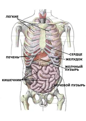 Модель туловища человека, съемные внутренние органы, анатомическая кукла,  образовательный обучающий орган, собранная игрушка, школьные обучающие  аксессуары – лучшие товары в онлайн-магазине Джум Гик