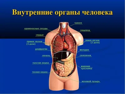 Тела туловища человека модель анатомия, анатомический медицинский класс  инструменты со съемным внутренние органы | AliExpress