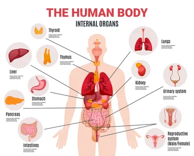 Картинки расположение органов человека (69 фото)