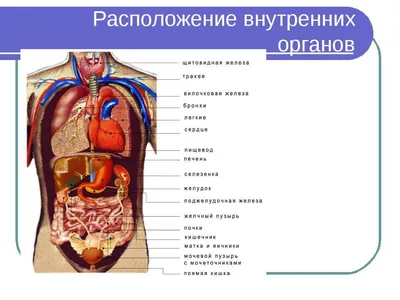 схема внутренних органов человеческого тела плоский инфографический плакат  с иконками изображения имена расположение и определения векторные  иллюстрации рисунок Шаблон для скачивания на Pngtree