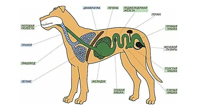 Удивительные изображения внутренних органов собаки, достойные фона или обоев