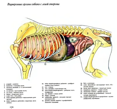 Загадочные фотографии внутренних органов собаки и их функции