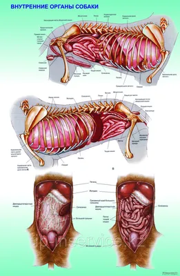 Уникальные снимки внутренних органов собаки в форматах jpg, png, webp