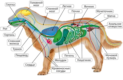Фото внутренних органов собаки: откройте мир глубин собачьего организма