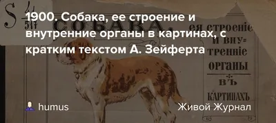 Фото внутренних органов собаки: бесплатное скачивание в высоком качестве