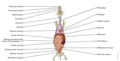 Интригующие фотографии внутренних органов собаки