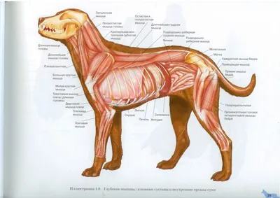 Обнаружьте тайны внутренних органов собаки на фото