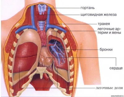 Внутренний организм человека фото