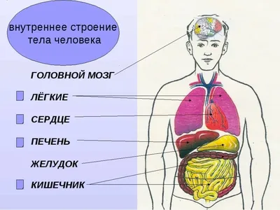 Анатомическая модель тела человека, анатомический внутренний орган,  медицинская обучающая форма, Интерактивная детская развивающая игрушка для  родителей и детей | AliExpress