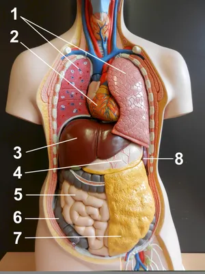 Внутренности человека фото