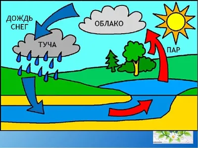 Вода и способы ее поиска в дикой природе - ulvovi.info