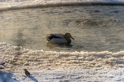 Птицы Новгородской области / Birds of Novgorod Oblast's Journal ·  iNaturalist