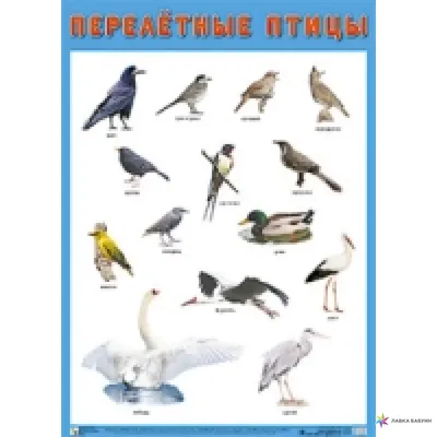 Редкие птицы в опасности: как в Украине спасают краснокнижных пеликанов |  АРГУМЕНТ
