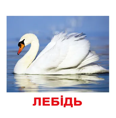 Птицы Украины Лебеди, чайки и утки Стоковое Фото - изображение  насчитывающей птиц, вода: 111351950