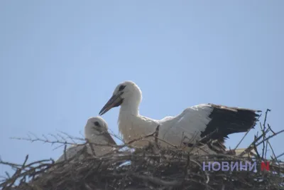 Редкие птицы несут весну в Приморье