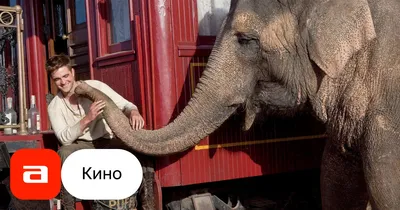 Воды слонам! / Water for Elephants (США, 2011) — Фильмы — Вебург