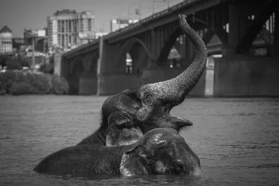 Воды слонам! / Water for Elephants (2011, фильм) - «\"Жизнь-это самое  грандиозное Шоу на Земле, которое вы увидите в фильме \"Воды Слонам\"\".» |  отзывы