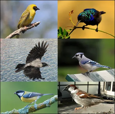 Воробьинообразные птицы фото фотографии