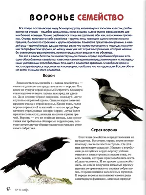 Записки астраханского натуралиста. Врановые, самые умные птицы |  PUNKT-A.INFO | Дзен