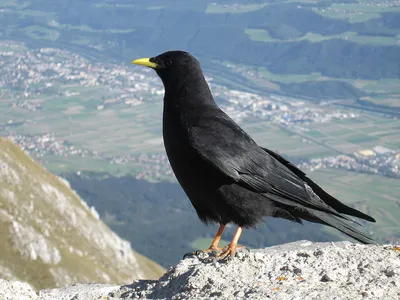 Врановые (Corvidae) - Воробьеобразные Passeriformes - Классификатор птиц  Таганрога и Неклиновского района - Птицы Ростовской обл.В основе-Птицы  Таганрога/Некл.р-на