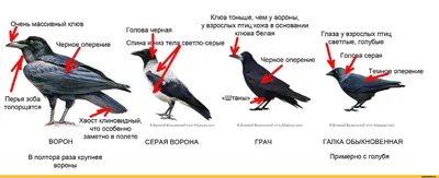 Осторожно, вороны! В Петербурге птицы нападают на людей, защищая своих  птенцов - KP.RU