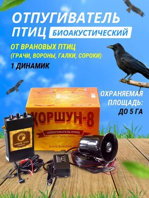 Кровавые царапины и синяки! Вороны нападают на людей! Почему птицы атакуют  горожан? - YouTube