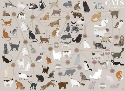 Все породы кошек в одной картинке: найдите своего любимца | TechInsider |  Дзен