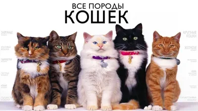 Самые красивые породы кошек » BigPicture.ru