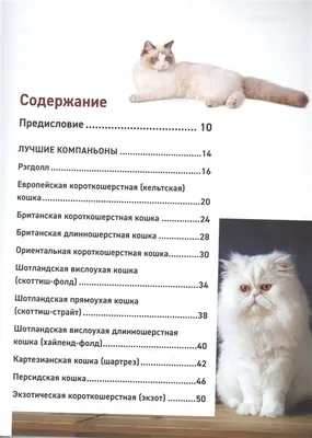 Пушистые породы кошек: ТОП 10 с фотографиями и названиями