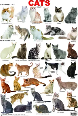 Разновидности пород кошек - картинки и фото koshka.top
