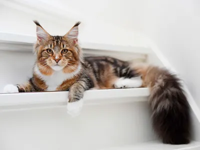 ТОП-10 самых популярных пород кошек с фотографиями - 7Дней.ру