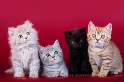 30 пород самых красивых 🐈 кошек в мире | Pet7